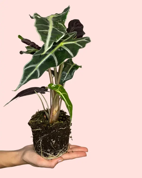 alocasia-polly-planta