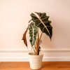 alocasia polly salon
