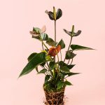 anthurium-blacklove