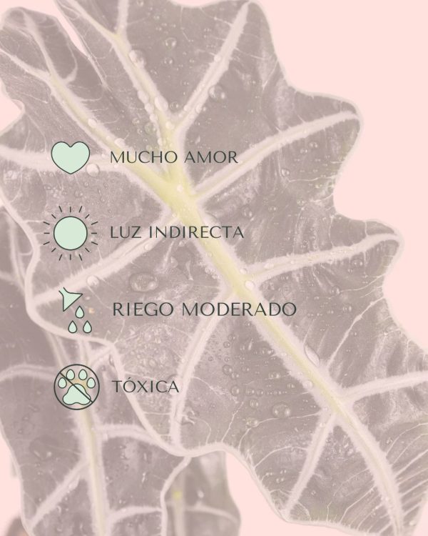 cuidados alocasia polly
