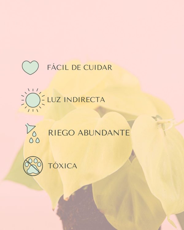 cuidados philodendron lime