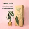 envios alocasia polly packaging