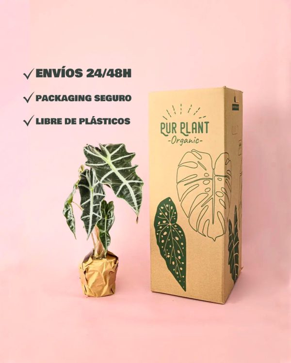 envios alocasia polly packaging
