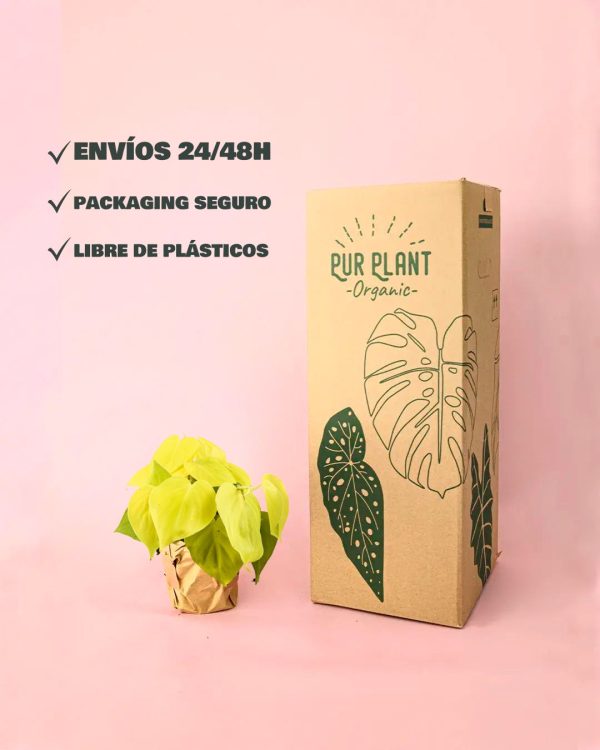envios philodendron lime packaging