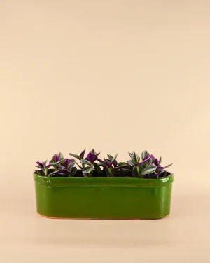 jardinera-verde-planta
