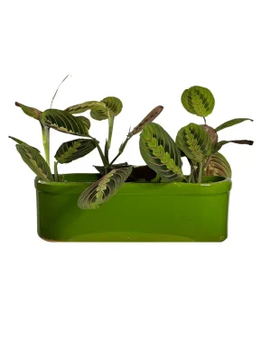 jardinera-verde-plantas