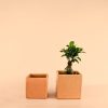 maceta-cuadrada-m-planta