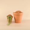 maceta-pared-colgante-m-planta