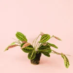maranta-leuconeura