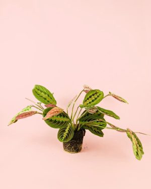 maranta-leuconeura