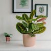maranta-leuconeura-en-maceta-salon