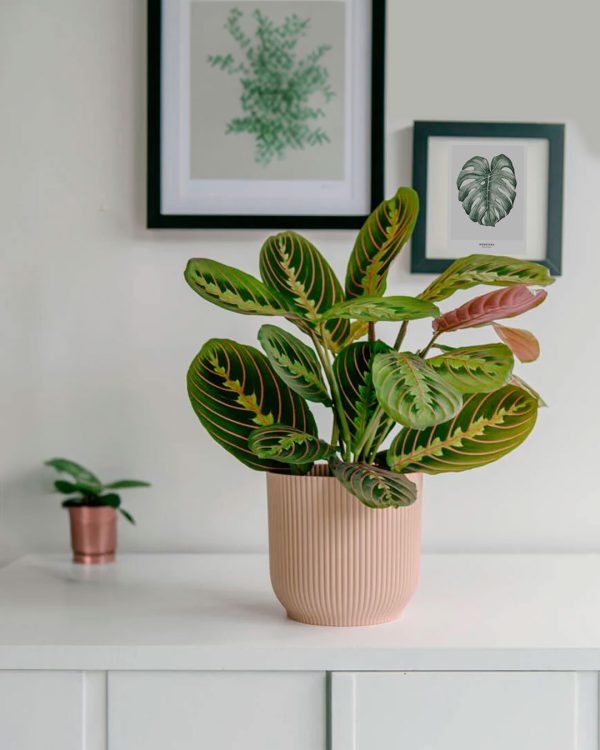 maranta-leuconeura-en-maceta-salon