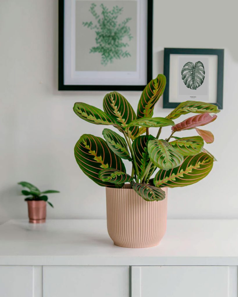 maranta-leuconeura-en-maceta-salon