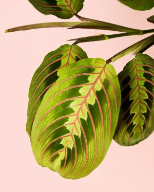 maranta-leuconeura