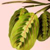 maranta-leuconeura-hoja