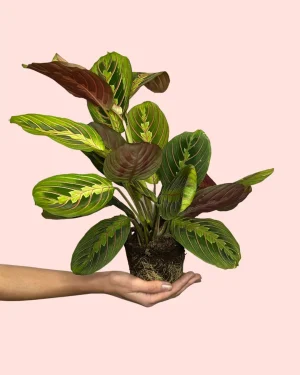 maranta-leuconeura-planta