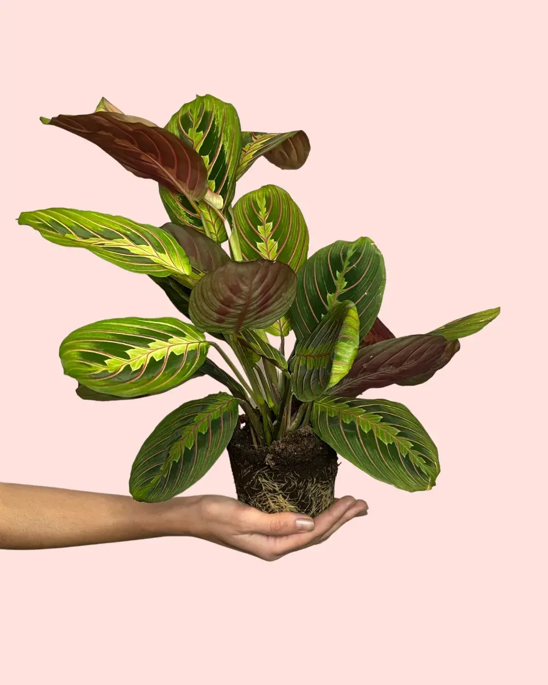 maranta-leuconeura-planta