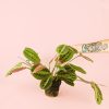 maranta-leuconeura-planta