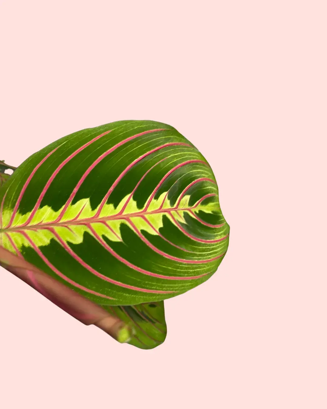 maranta-leuconeura-planta-detalle maranta-leuconeura-planta-detalle