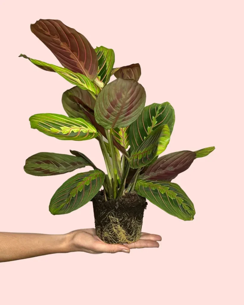 maranta-leuconeura-planta-hojas