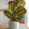 maranta-leuconeura-salon