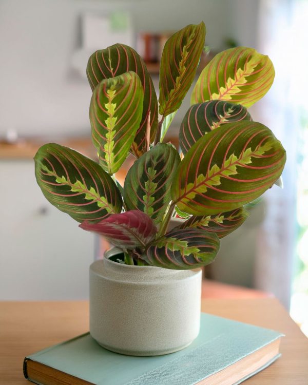 maranta-leuconeura-salon