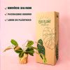 marantaleuconeura-packaging