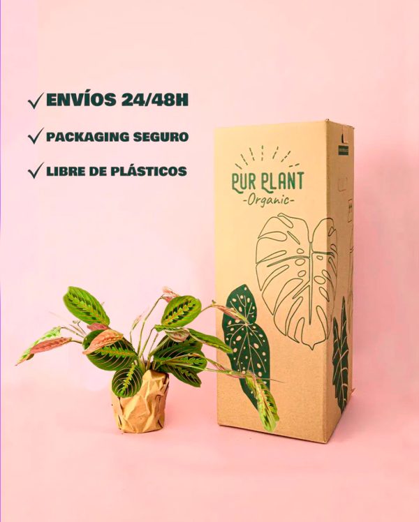 marantaleuconeura-packaging