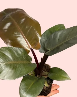 philodendron-black-cardinal-hoja
