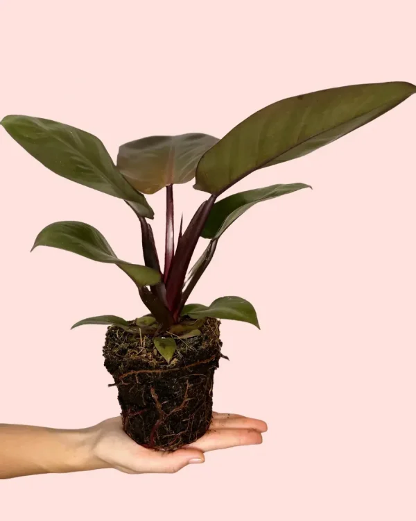 philodendron-black-cardinal-planta