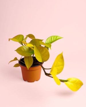 philodendron lime colgante