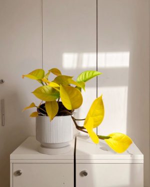 philodendron lime colgante contexto