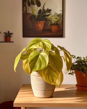 philodendron lime contexto