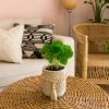 planta-cafe-contexto (1)