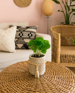 planta-cafe-contexto (1)