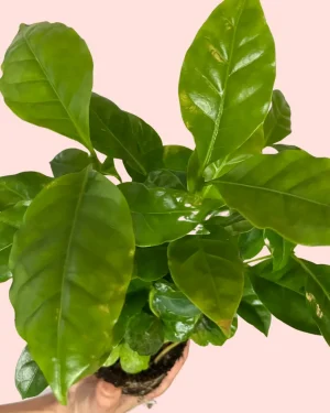 planta-del-cafe-arabica-hojas