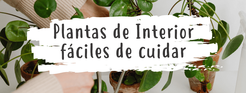 plantas de interior faciles de cuiar