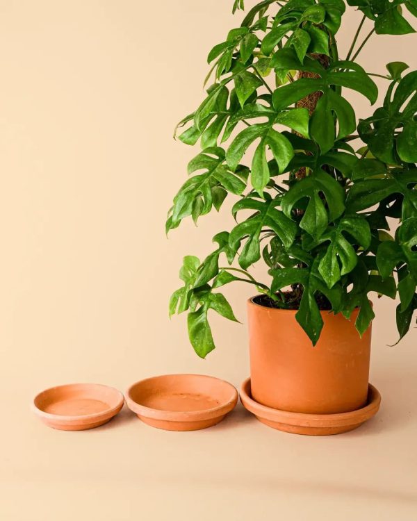 plato-terracota-22-planta
