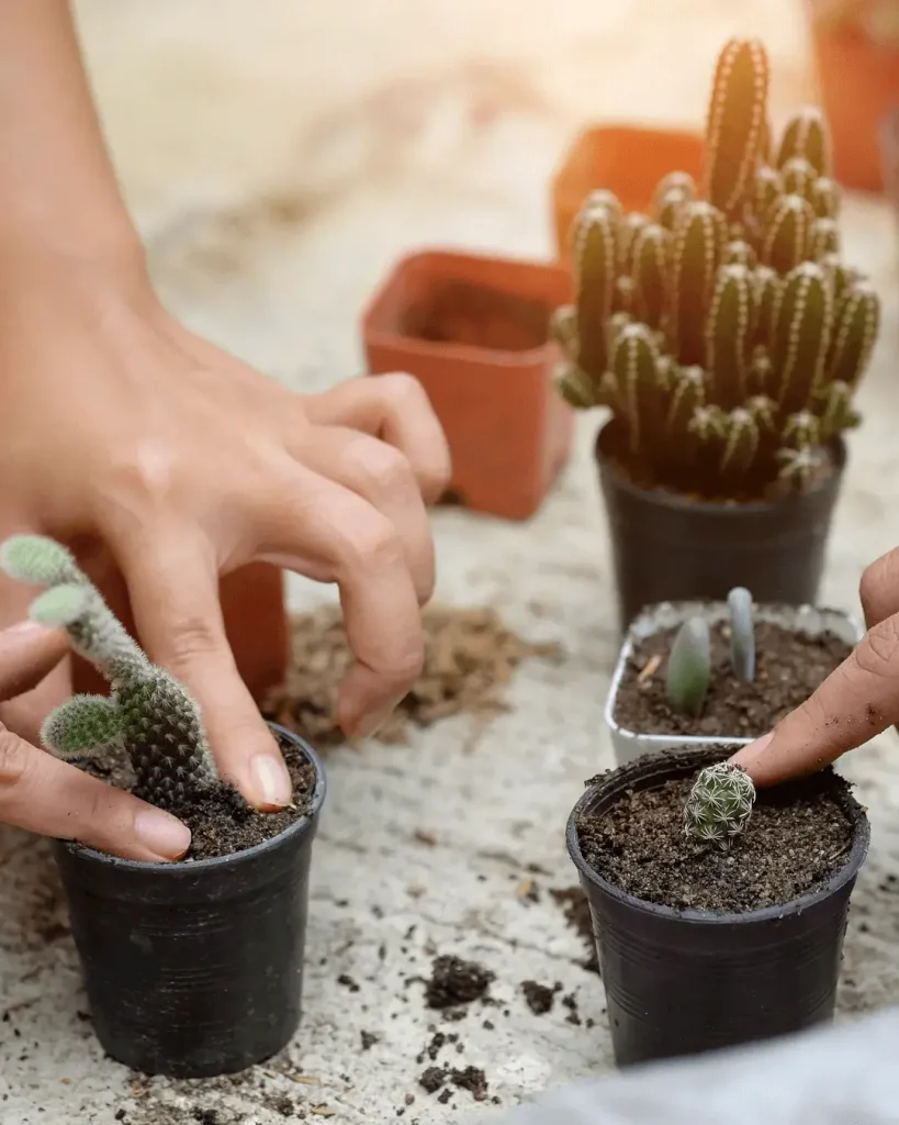 propagar-cactus