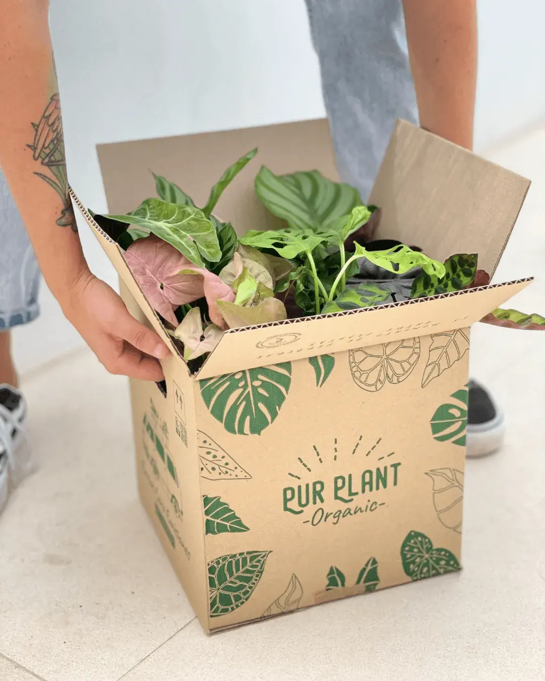 regalar-plantas-purplant regalar-plantas-purplant