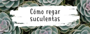 regar-suculentas