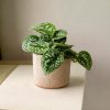 scindapsus pictus M-contexto