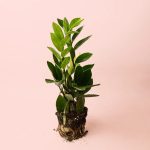 zamioculca-zamiifolia