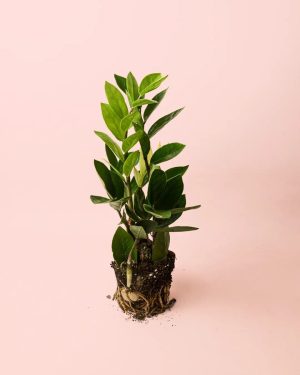 zamioculca-zamiifolia
