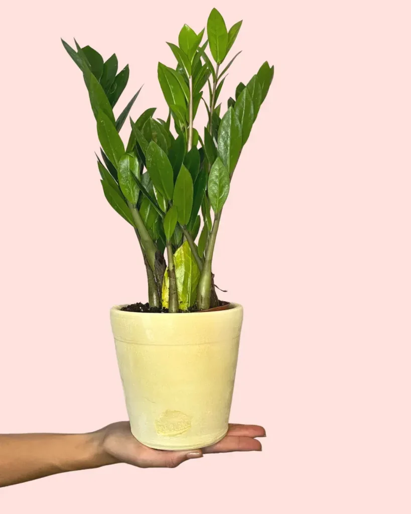 zamioculca-zamiifolia