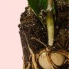 zamioculca-zamiifolia-raiz