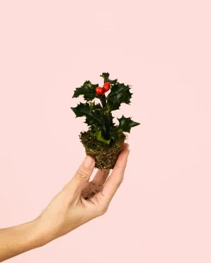 acebo mini