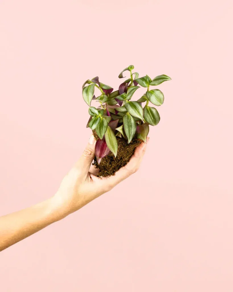 tradescantiazebrina