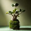 Baobab Mini - Imagen 4