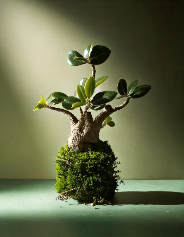 Baobab Mini - Imagen 4